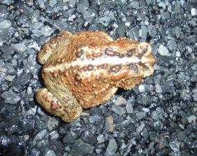 Eastern American Toad