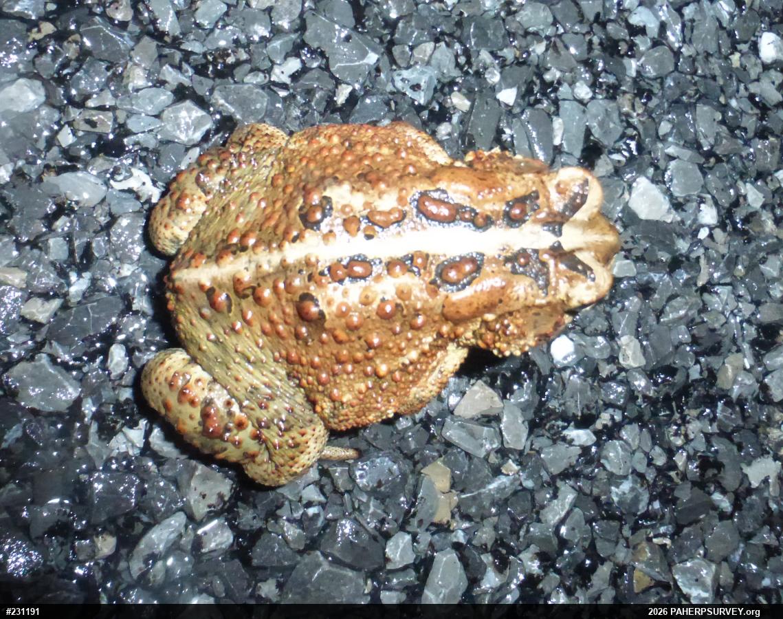 Eastern American Toad