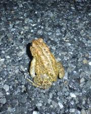 Eastern American Toad