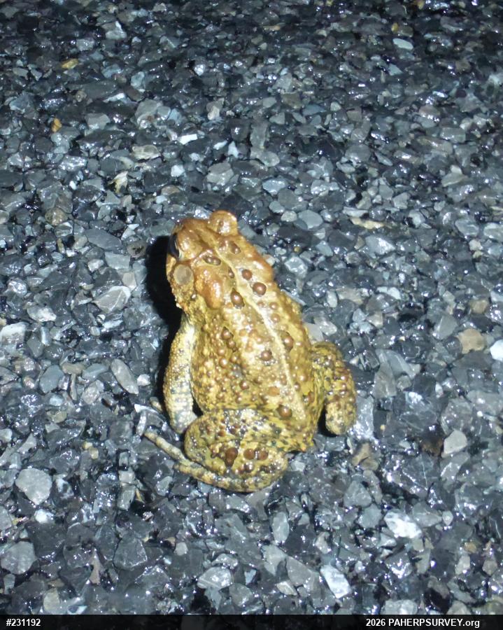 Eastern American Toad