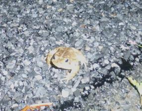Eastern American Toad