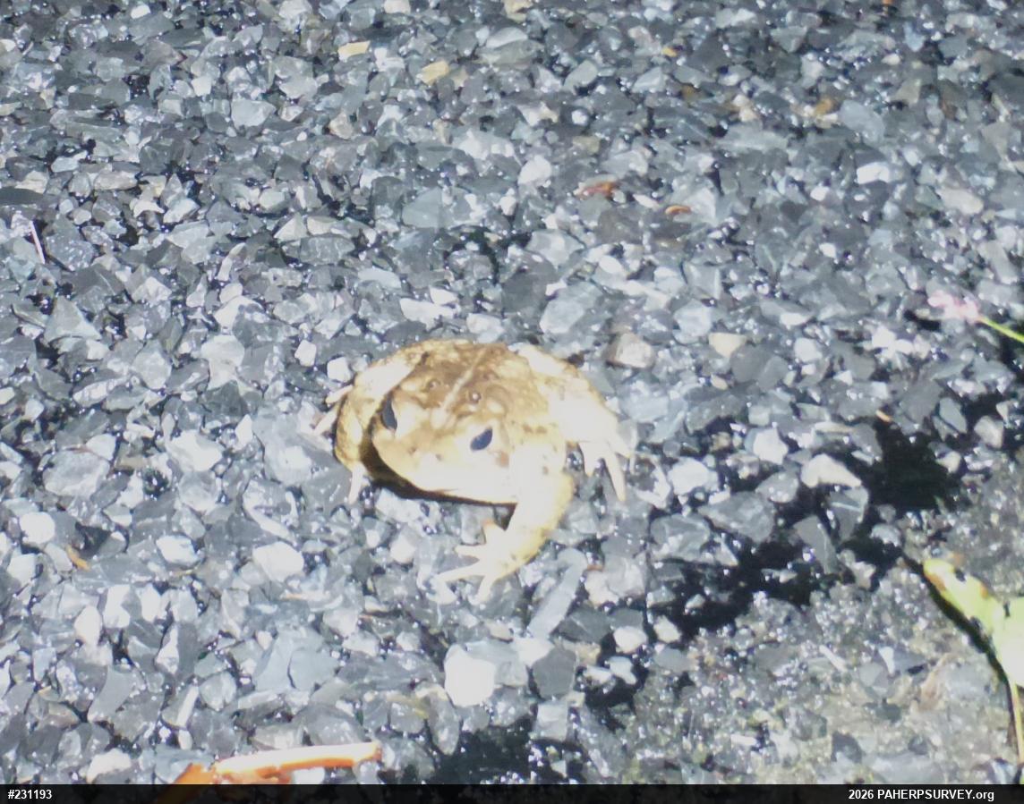 Eastern American Toad
