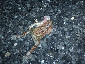 Eastern American Toad