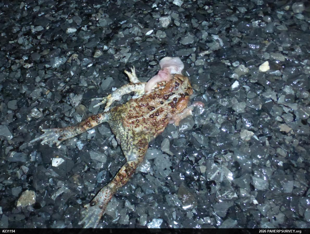 Eastern American Toad