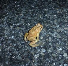 Eastern American Toad