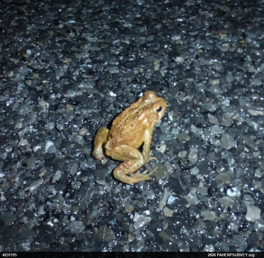 Eastern American Toad