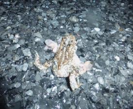 Eastern American Toad
