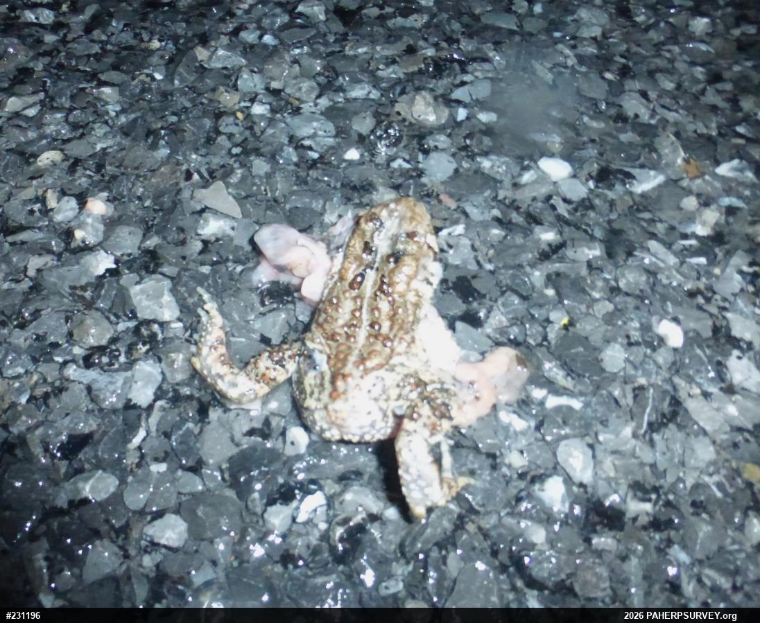 Eastern American Toad