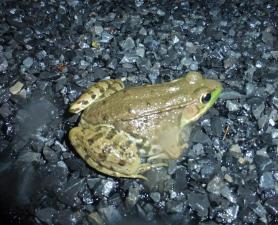 Green Frog
