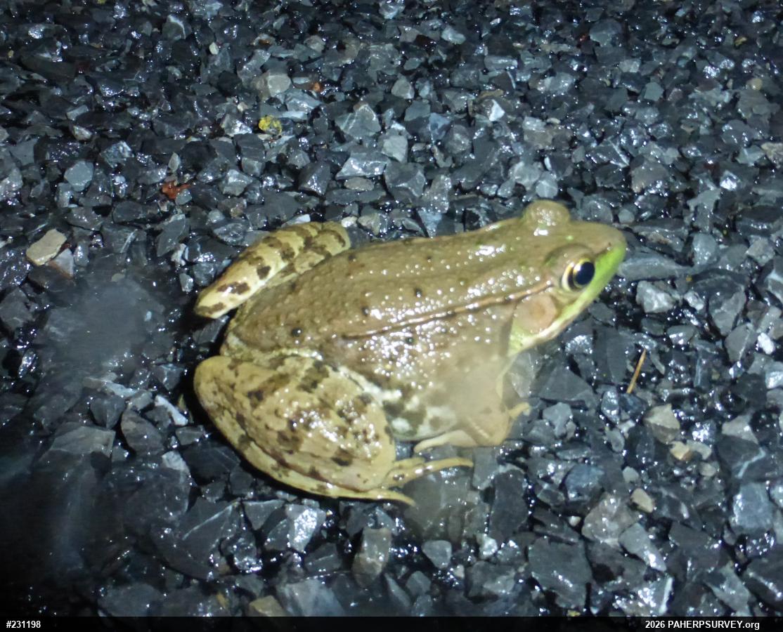 Green Frog