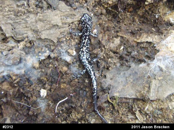Northern Slimy Salamander