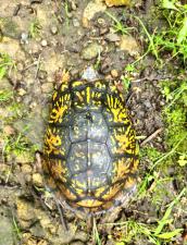 Eastern Box Turtle