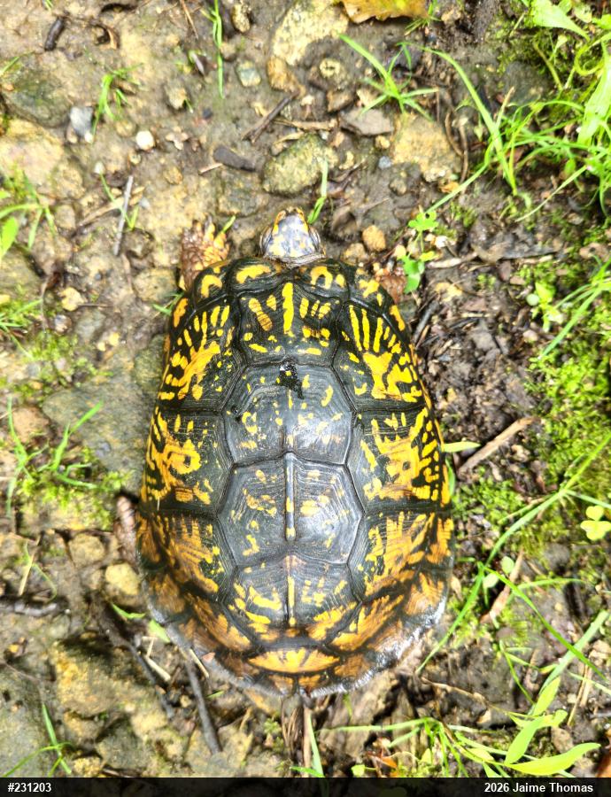Eastern Box Turtle