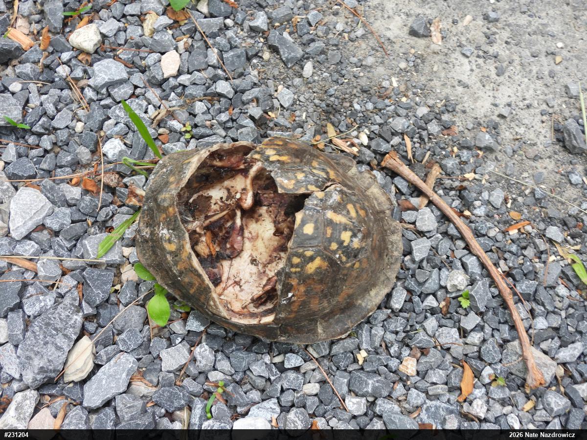 Eastern Box Turtle