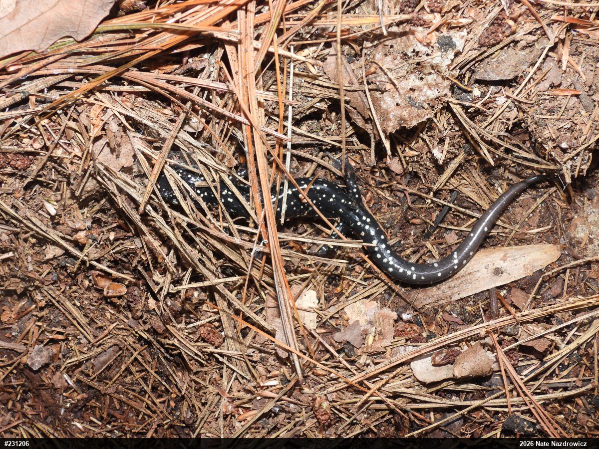 Northern Slimy Salamander