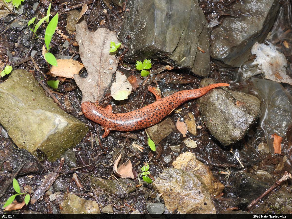 Northern Red Salamander
