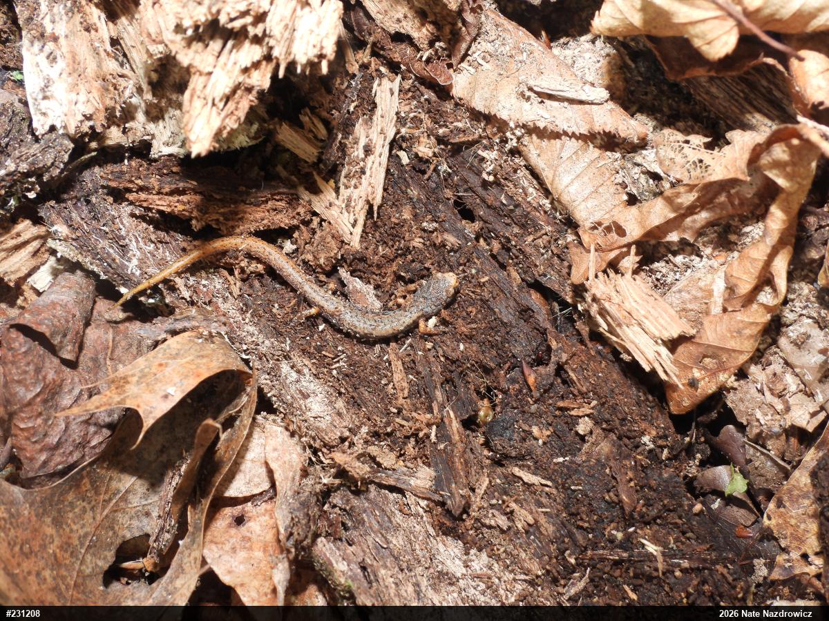 Four-toed Salamander