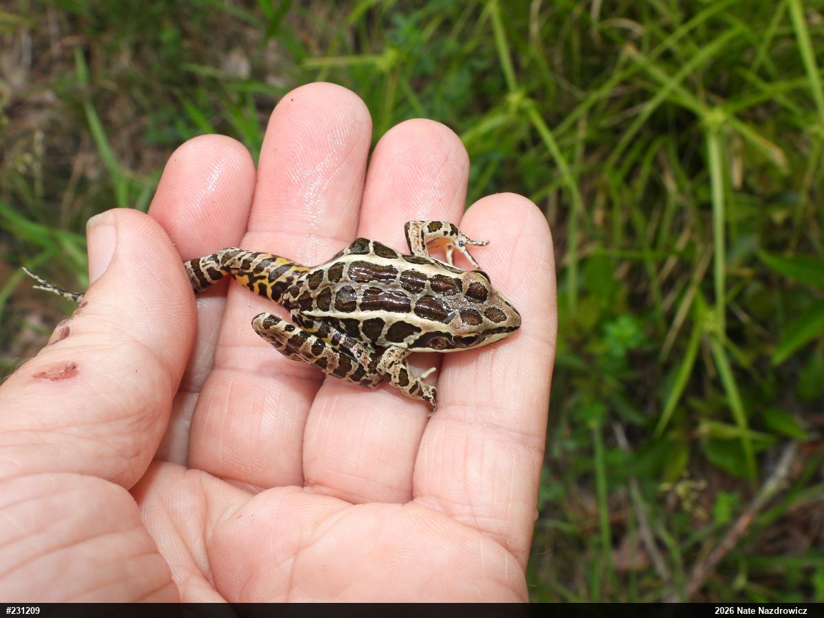 Pickerel Frog