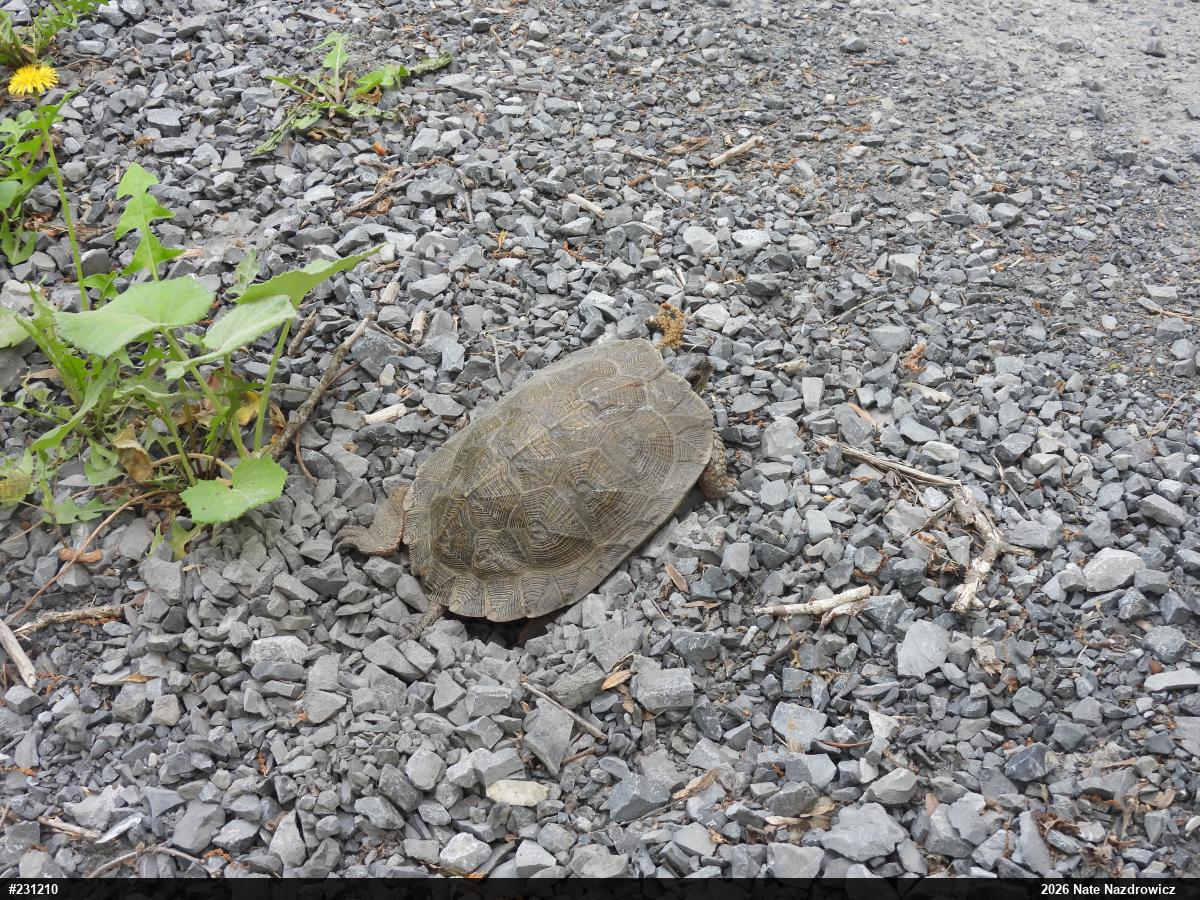 Wood Turtle