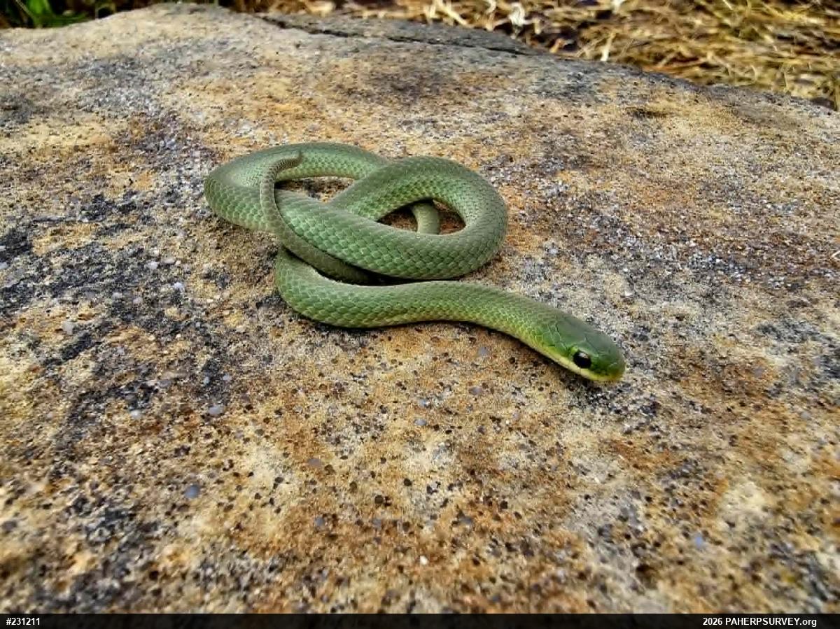 Smooth Greensnake