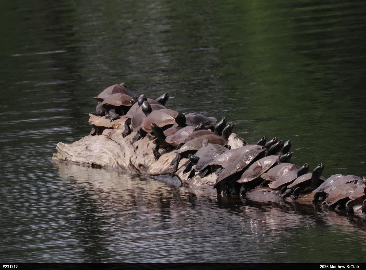 Northern Map Turtle