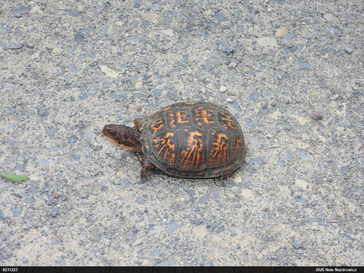 Eastern Box Turtle