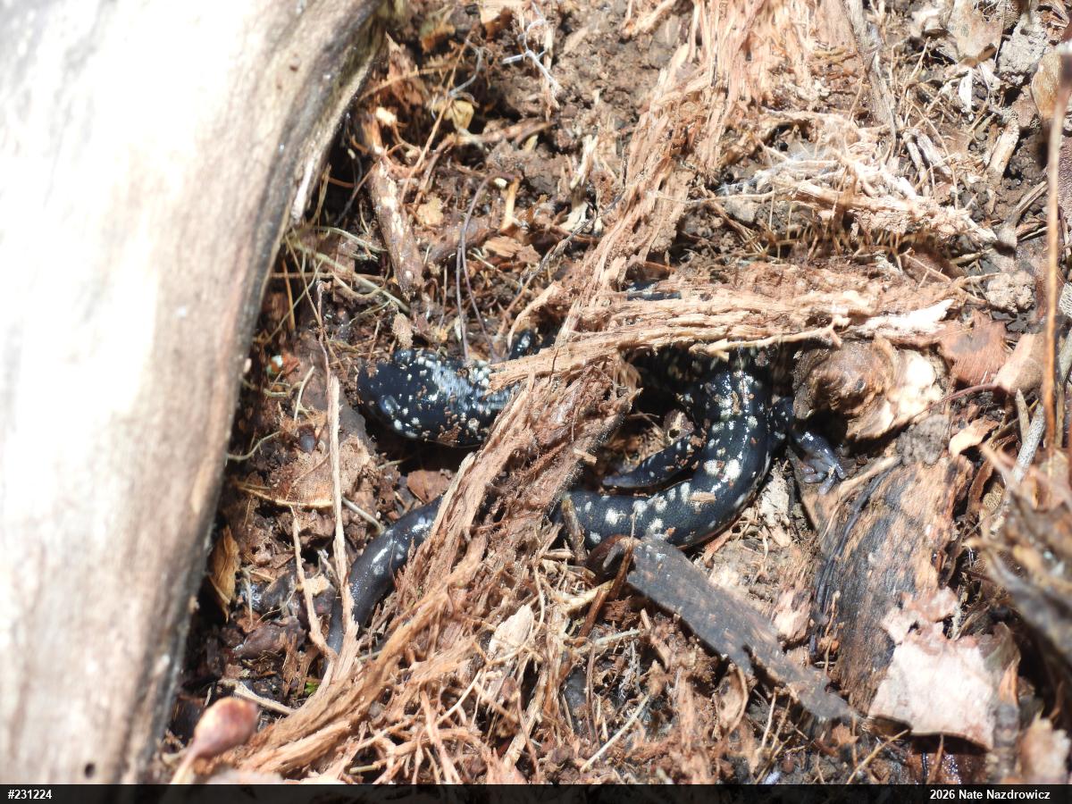 Northern Slimy Salamander