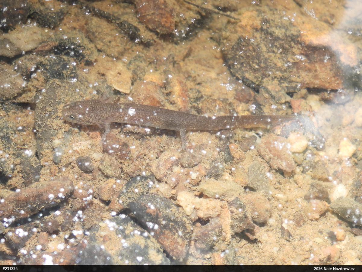 Northern Red Salamander