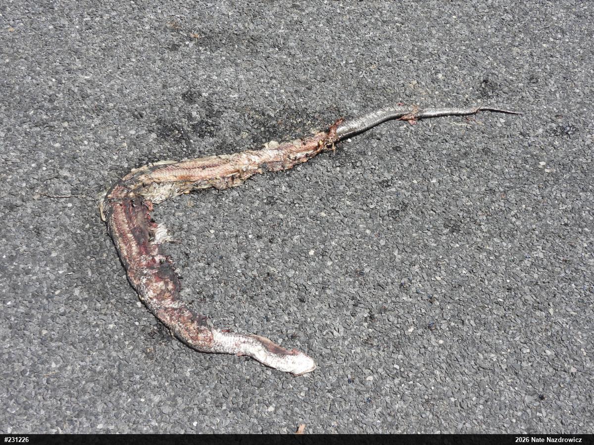 Eastern Ratsnake