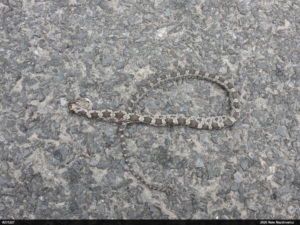 Eastern Ratsnake