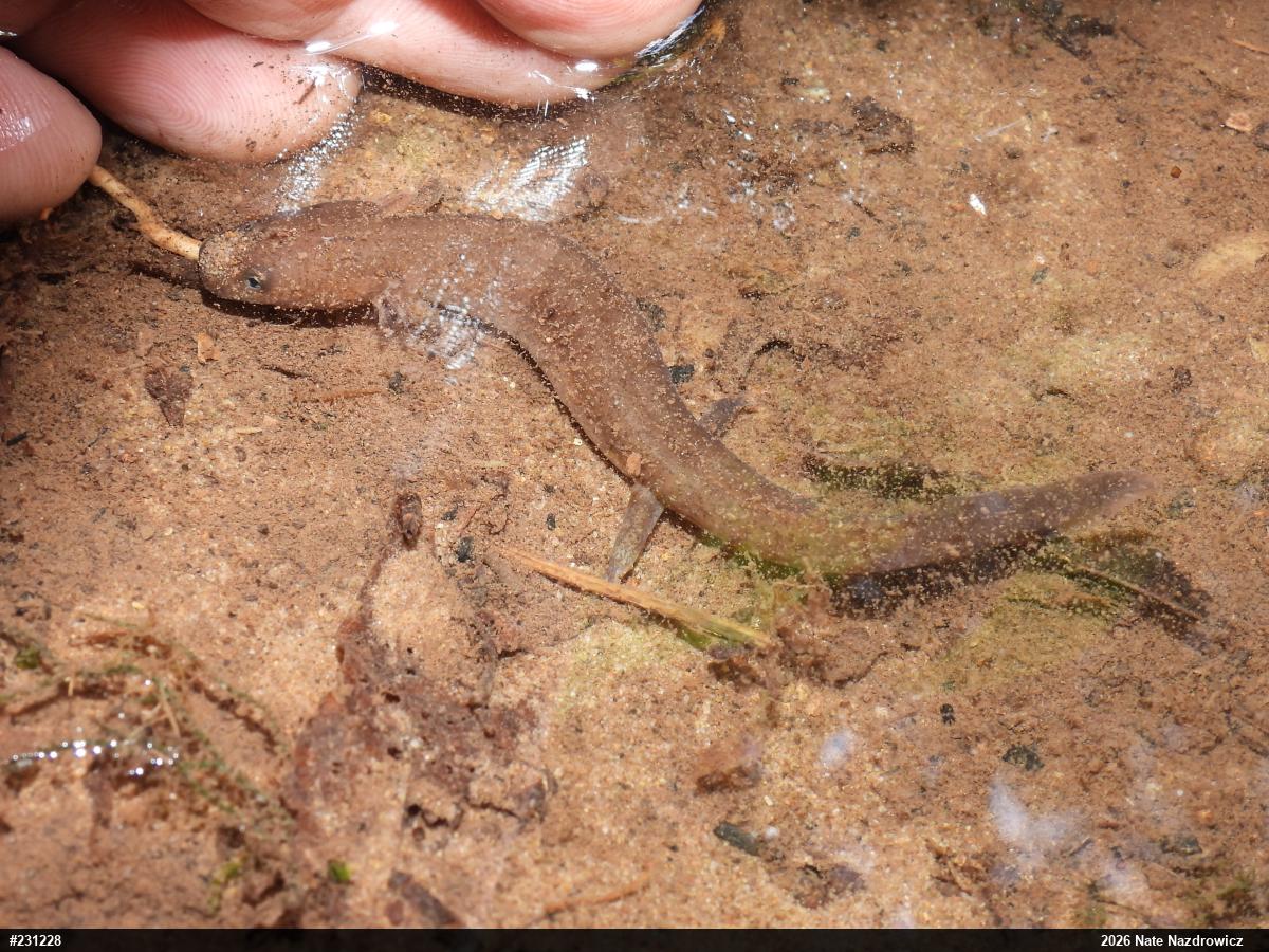Northern Red Salamander