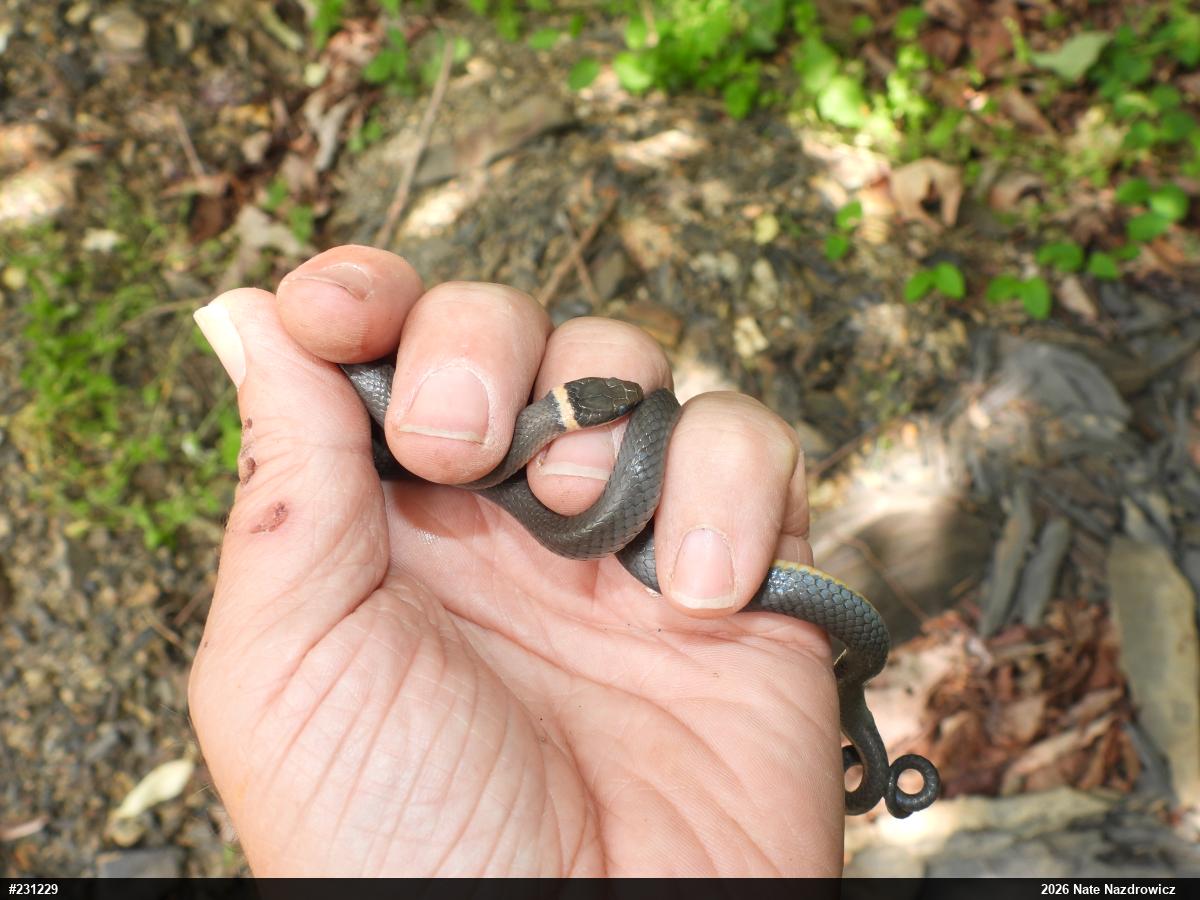 Northern Ring-necked Snake