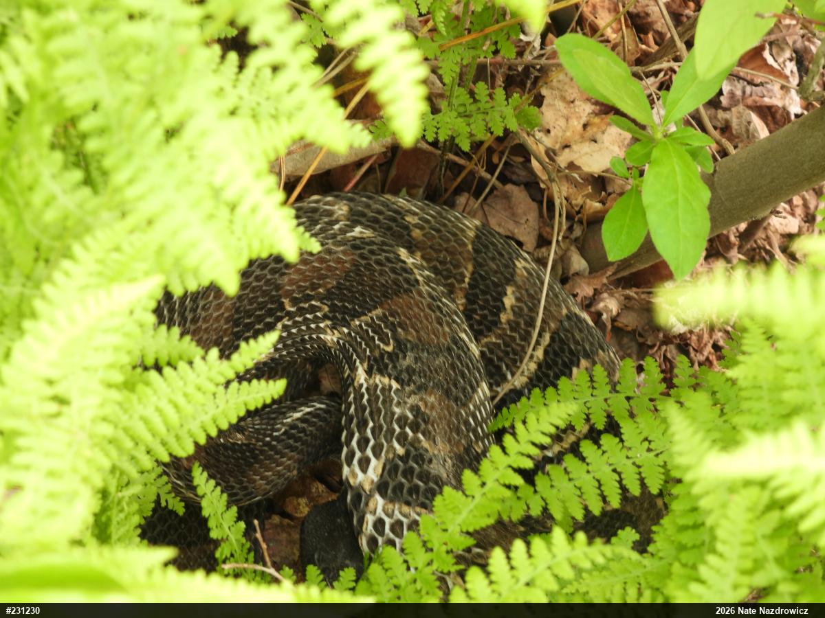 Timber Rattlesnake