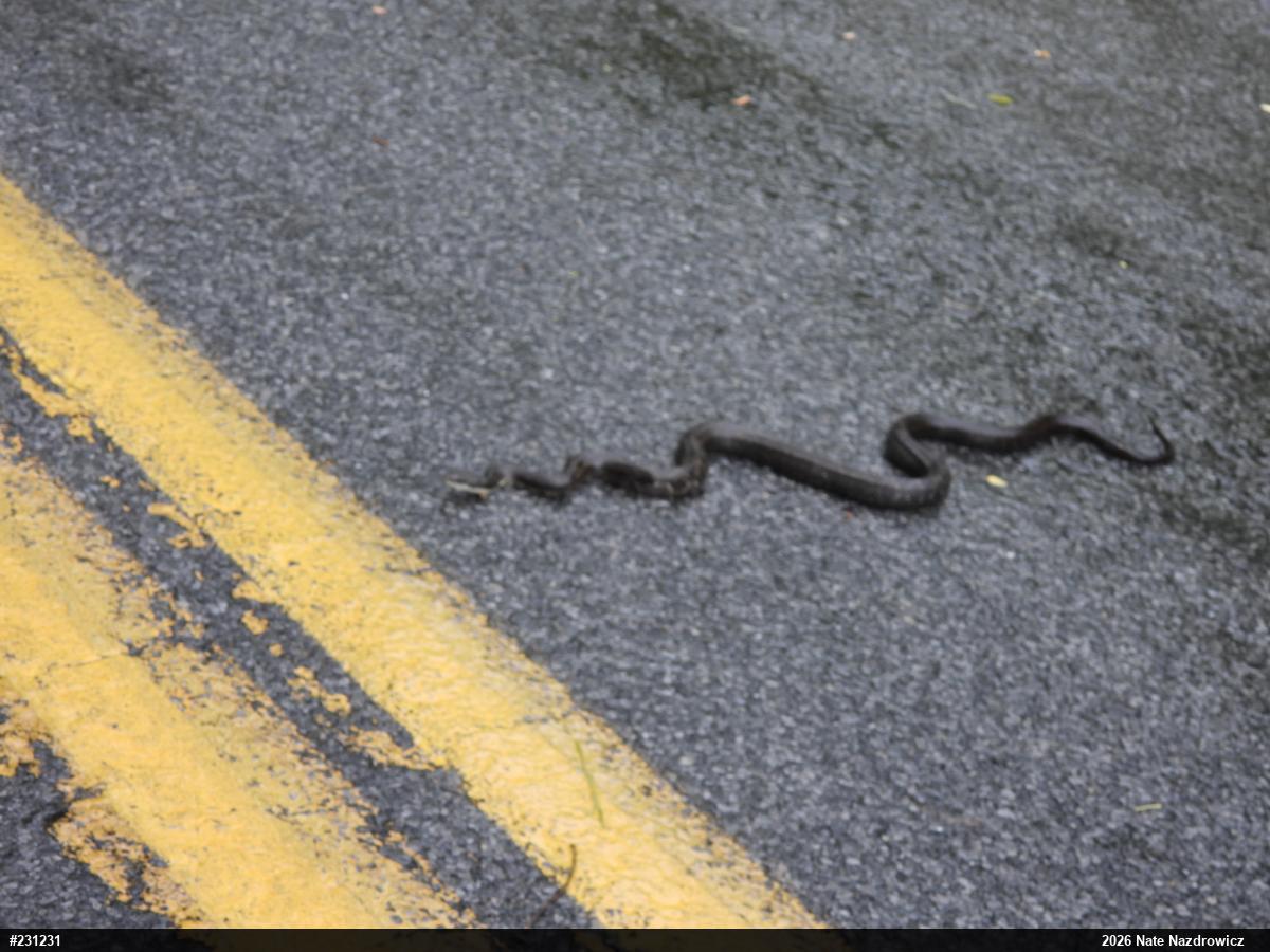 Eastern Ratsnake