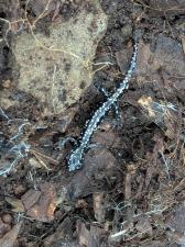 Northern Slimy Salamander