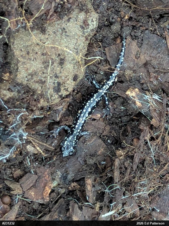 Northern Slimy Salamander