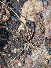 Eastern Red-backed  Salamander