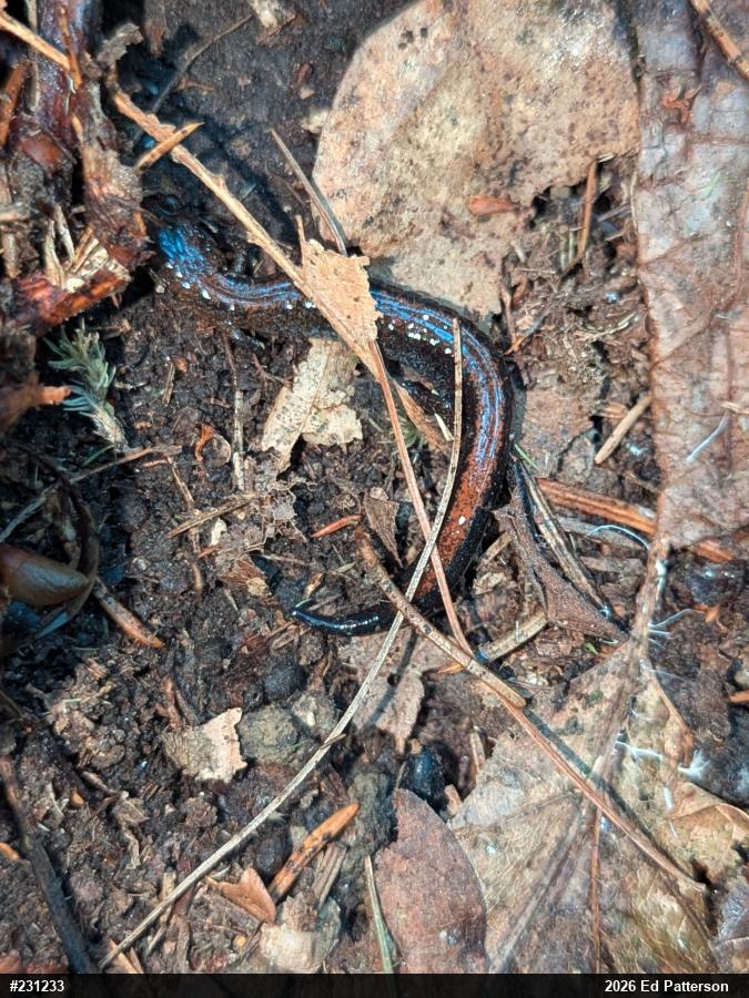 Eastern Red-backed  Salamander
