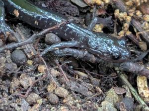 Wehrle's Salamander