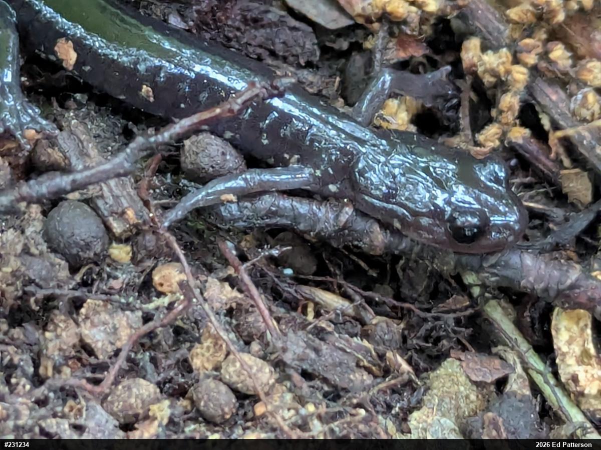 Wehrle's Salamander