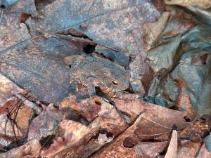 Eastern American Toad