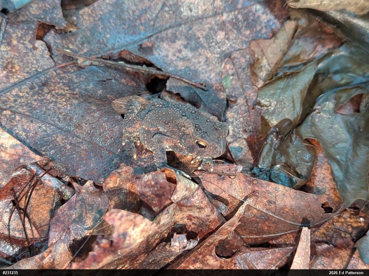 Eastern American Toad