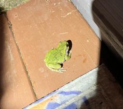 Unknown Gray Treefrog