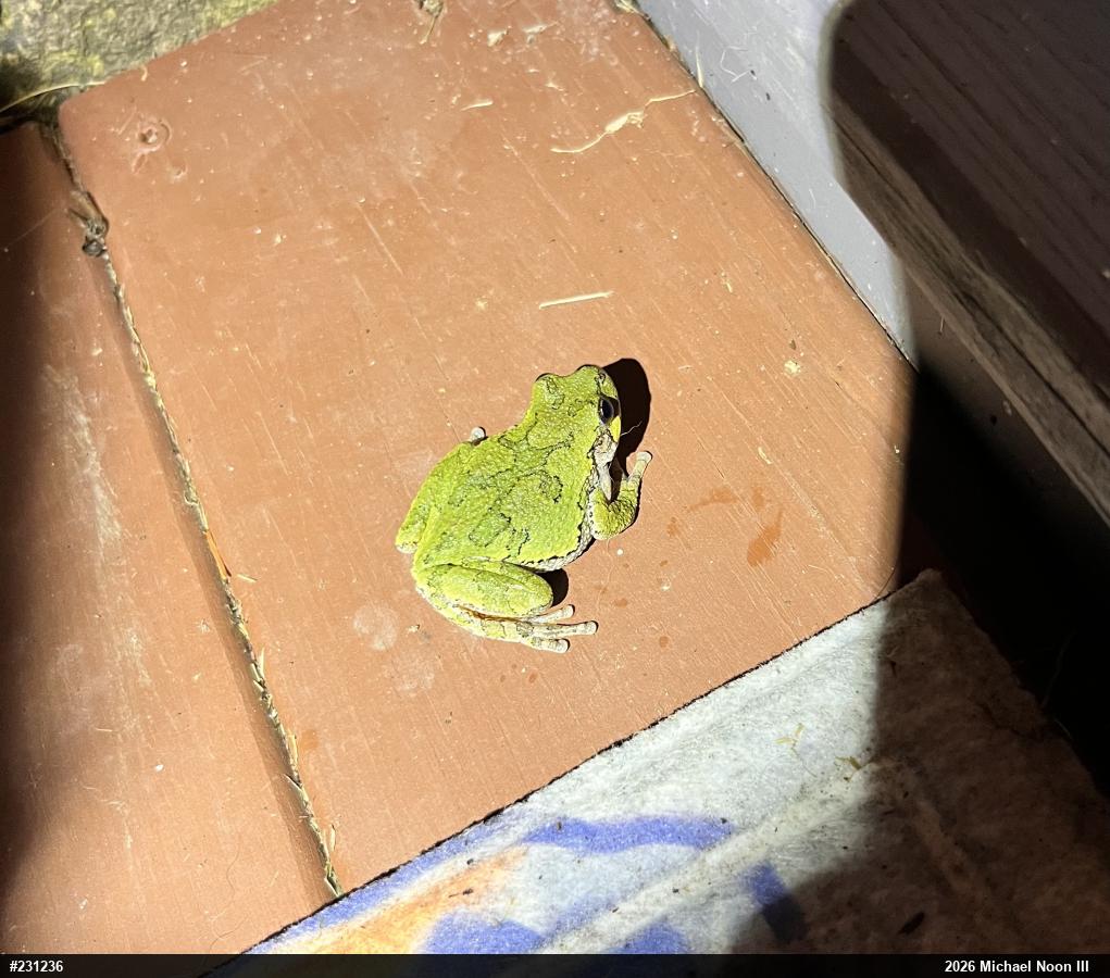 Unknown Gray Treefrog