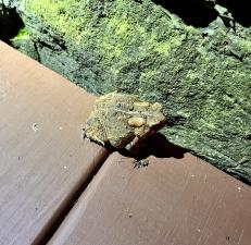 Eastern American Toad
