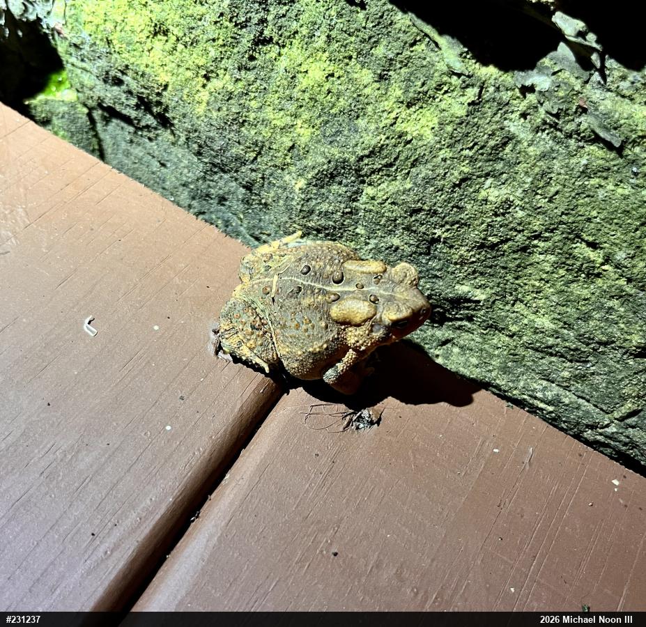 Eastern American Toad