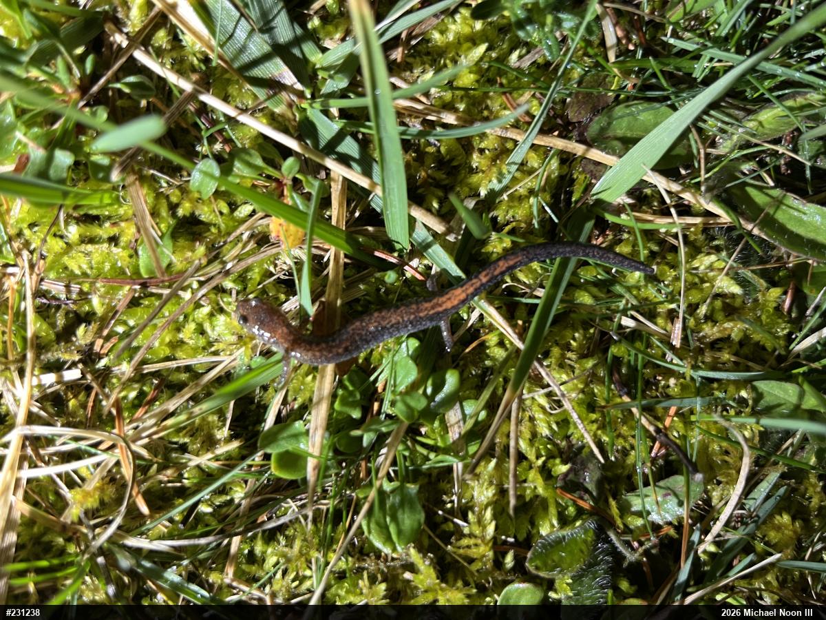 Eastern Red-backed  Salamander