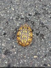 Eastern Box Turtle