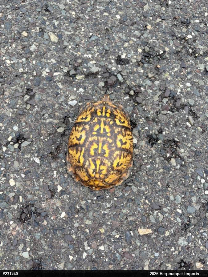 Eastern Box Turtle