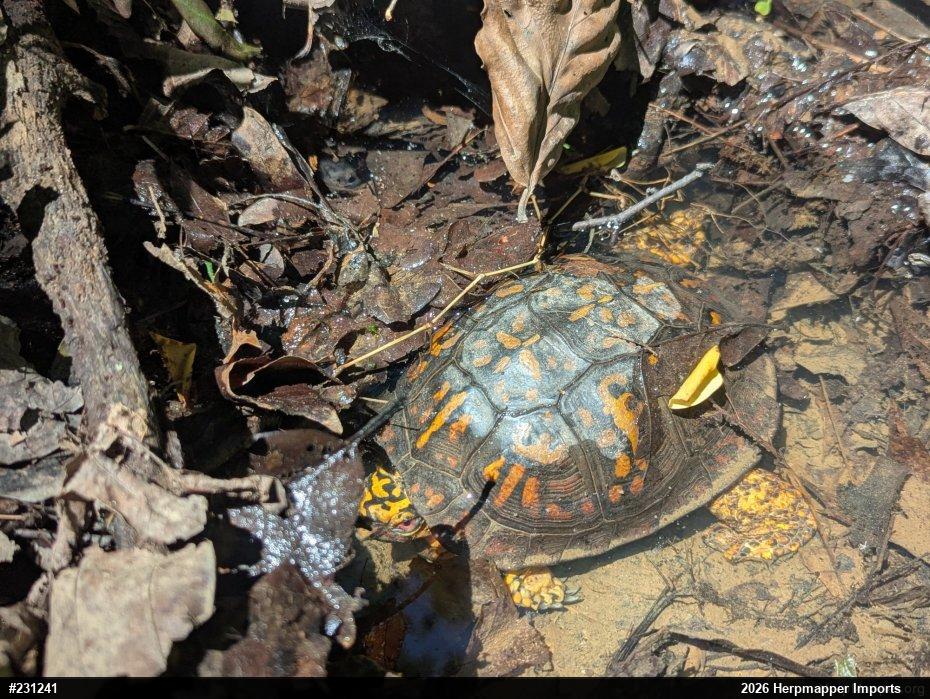 Eastern Box Turtle